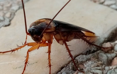 cockroach up close
