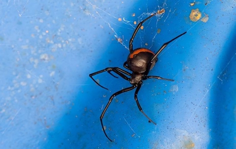 a black widow spider on a window