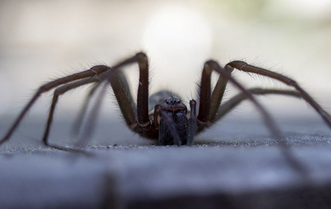wolf spider up close