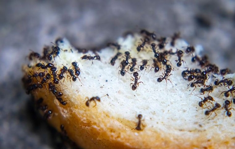 ant crawling on piece of bread