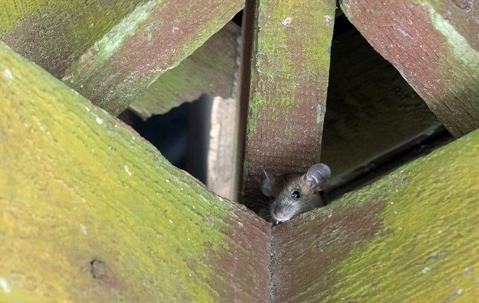 a rat in the rafters of an attic