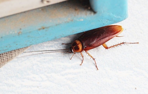 american cockroach near a book