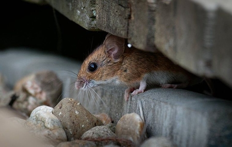 a house mouse in a basement
