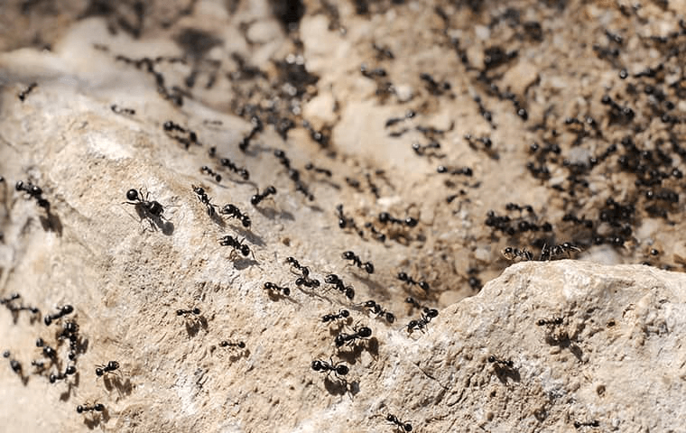 ants crawling on the ground