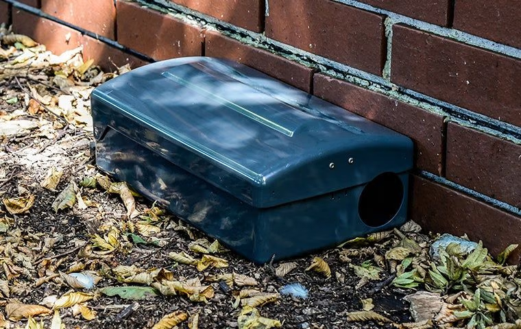 black box trap for rodents