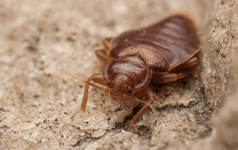 bed bug hiding in a house