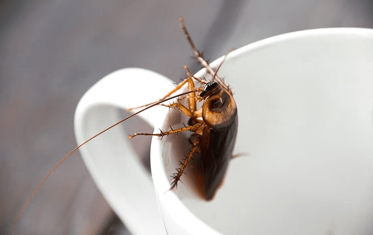 cockroach sitting in a coffee cup