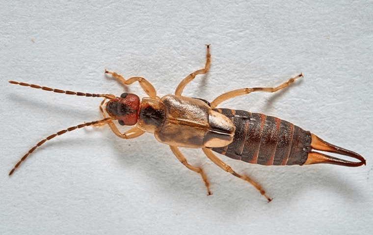 earwig crawling on a wall