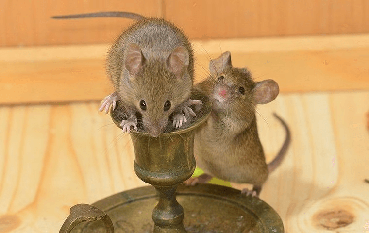 two rodents sitting on a chalice