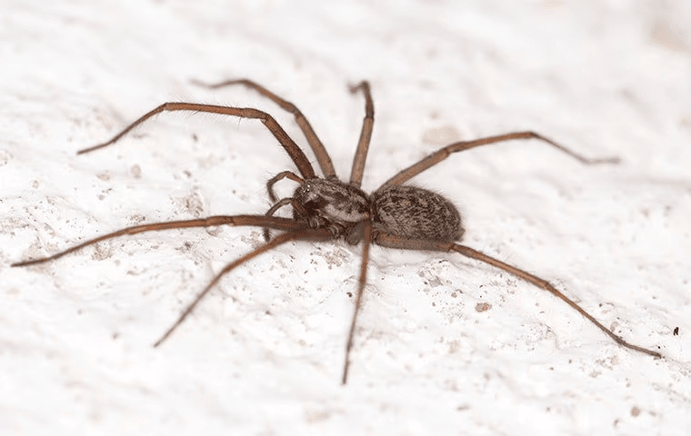 brown recluse spider